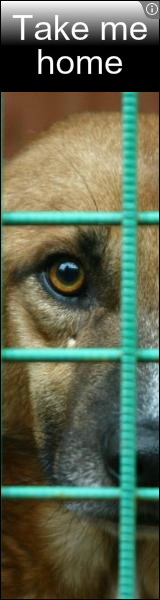 Dogs Shelter Moscow